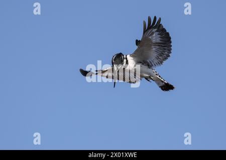 Pied kingfisher (Ceryle rudis) planant, parc national de Chobe, Botswana Banque D'Images