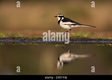 Pied wagtail africain (Motacilla aguimp), réserve de gibier Zimanga, KwaZulu-Natal, Afrique du Sud Banque D'Images