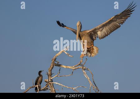 Pélican à dos rose (Pelecanus rufescens), rivière Chobe, Botswana Banque D'Images