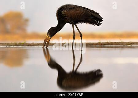 African openbill (Anastomus lamelligerus), réserve de gibier de Zimanga, KwaZulu-Natal, Afrique du Sud Banque D'Images