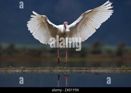 Afro-Spoonbill (Platalea alba), réserve de gibier de Zimanga, KwaZulu-Natal, Afrique du Sud Banque D'Images