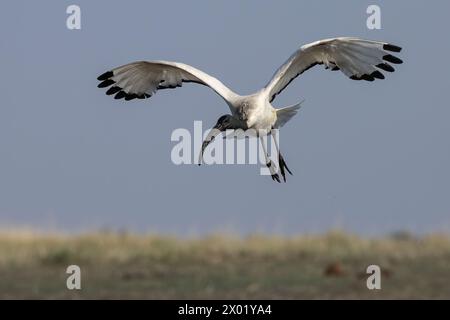 Ibis sacré (Threskiornis aethiopicus), parc national de Chobe, Botswana Banque D'Images