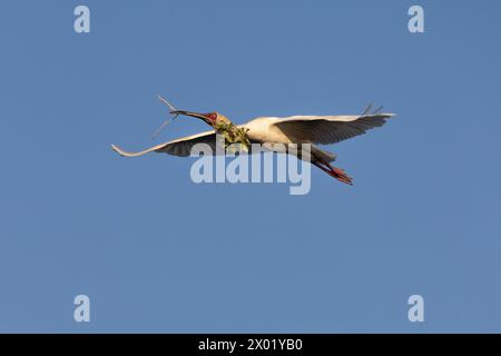 Cuillère africaine (Platalea alba) transportant du matériel de nidification, parc national de Chobe, Botswana Banque D'Images