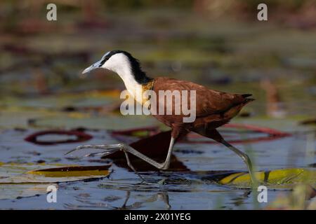 Jacana africaine (Actophilornis africanus), parc national de Chobe, Botswana Banque D'Images