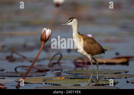 Jacana africain (Actophilornis africanus) juvénile, parc national de Chobe, Botswana Banque D'Images