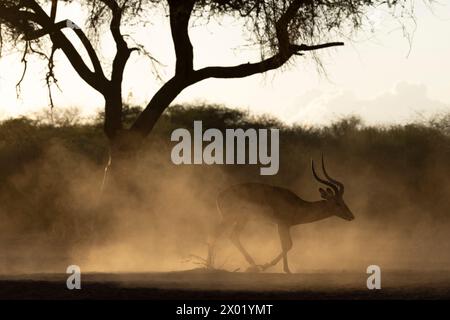 Impala (Aepyceros melampus), Shompole, Kenya Banque D'Images