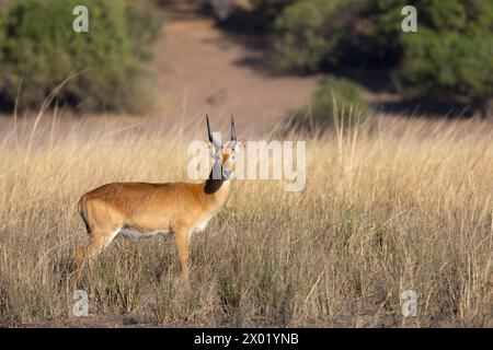 Puku (Kobus vardonii) homme, parc national de Chobe, Botswana Banque D'Images