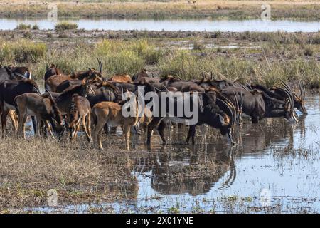 Abreuvement du troupeau de sable (Hippotragus Niger), parc national de Chobe, Botswana Banque D'Images