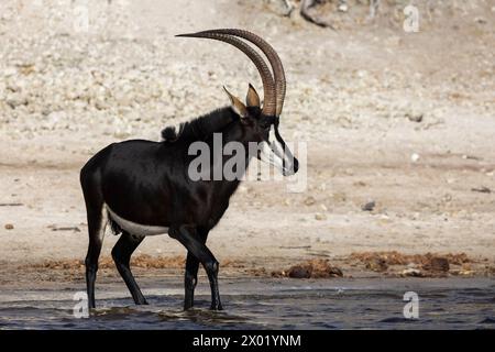 Sable (Hippotragus niger), parc national de Chobe, Botswana Banque D'Images