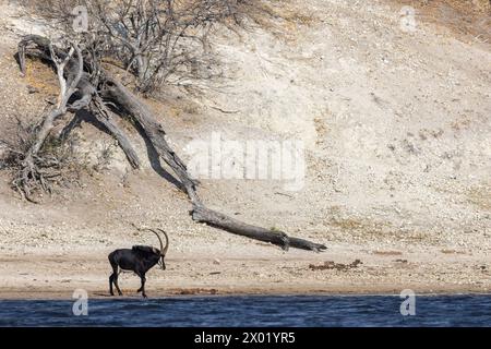 Sable (Hippotragus niger), parc national de Chobe, Botswana Banque D'Images