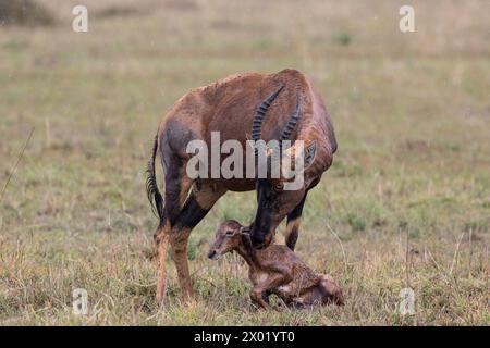 Topi (Damaliscus lunatus) avec veau nouveau-né, Masai Mara, Kenya Banque D'Images