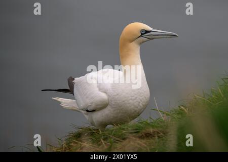 Un Gannet du Nord, Morus bassanus, debout sur le flanc des falaises de Bempton, au printemps Banque D'Images