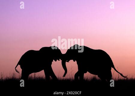 Éléphants (Loxodonta africana) battant au coucher du soleil, parc national de Chobe, Botswana Banque D'Images