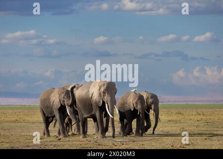 Éléphants (Loxodonta africana), parc national d'Amboseli, Kenya Banque D'Images