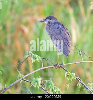 Oiseaux du Costa Rica : Heron de nuit jaune couronné adulte (Nycatanassa violacea) Banque D'Images