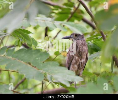 Oiseaux du Costa Rica : Heron de nuit jaune-couronné immature (Nycatanassa violacea) Banque D'Images