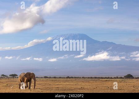 Éléphant (Loxodonta africana) et Mont Kilimandjaro, parc national d'Amboseli, Kenya Banque D'Images