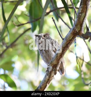 Oiseaux du Costa Rica : Screech-Owl du Pacifique (Megascops cooperi) Banque D'Images