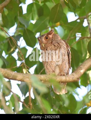 Oiseaux du Costa Rica : Screech-Owl du Pacifique (Megascops cooperi) Banque D'Images