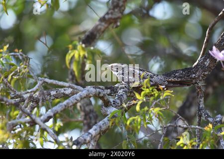 Oiseaux du Costa Rica : petit Nighthawk (Chordeiles acutipennis) reposant sur une branche Banque D'Images