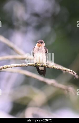 Oiseaux du Costa Rica : hirondelle à ailes grossières du Nord (Stelgidopteryx seripennis) Banque D'Images