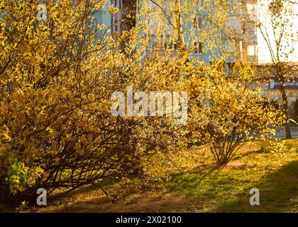 Le forsythia jaune fleurit en pleine floraison au printemps. De denses grappes de fleurs en forme de cloche dorée couvrent les branches. Bordure d'arbustes de jardin fleuri Banque D'Images