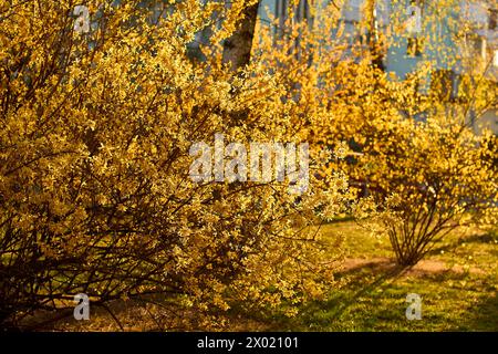 Le forsythia jaune fleurit en pleine floraison au printemps. De denses grappes de fleurs en forme de cloche dorée couvrent les branches. Bordure d'arbustes de jardin fleuri Banque D'Images