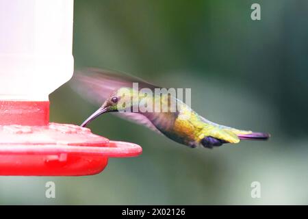 Oiseaux du Costa Rica : mangue à poitrine verte (Anthracothorax prevostii) Banque D'Images