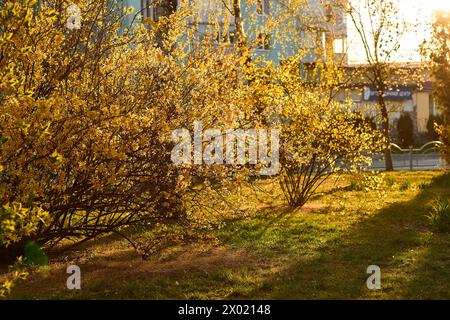 Le forsythia jaune fleurit en pleine floraison au printemps. De denses grappes de fleurs en forme de cloche dorée couvrent les branches. Bordure d'arbustes de jardin fleuri Banque D'Images