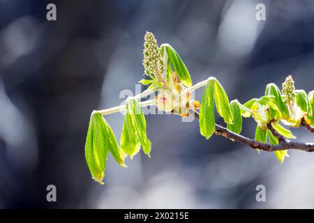 Bourgeon et feuilles vertes fraîches d'un châtaignier un jour ensoleillé de printemps. Castanea, photo en gros plan avec flou sélectif Banque D'Images