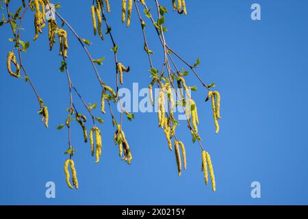 Photo en gros plan de bourgeons de bouleau sur fond de ciel bleu Banque D'Images