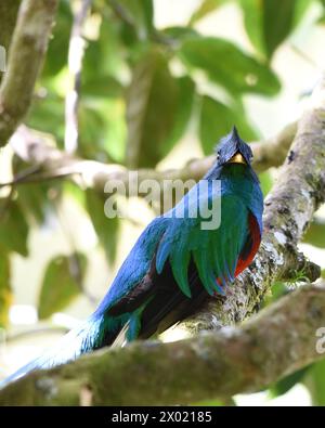 Oiseaux du Costa Rica : Quetzal resplendissant mâle (Pharomachrus mocinno) Banque D'Images