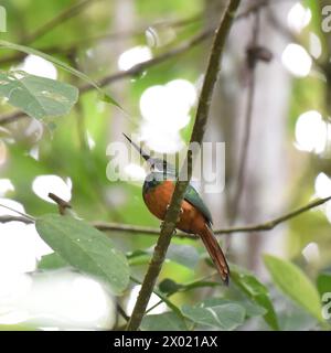 Oiseaux du Costa Rica : Jacamar à queue rousse (Galbula ruficauda) Banque D'Images