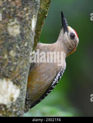 Oiseaux du Costa Rica : pic de Hoffmann (Melanerpes hoffmannii) Banque D'Images