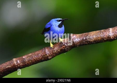 Oiseaux du Costa Rica : Honeycreeper brillant mâle (Cyanerpes lucidus) Banque D'Images