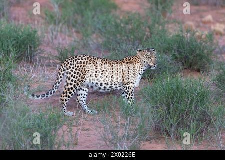 Léopard (Panthera pardus) subadulte, parc transfrontalier de Kgalagadi, Cap Nord, Afrique du Sud Banque D'Images