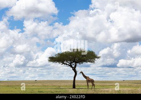 Girafe (Giraffa camelopardalis), Masai Mara, Kenya Banque D'Images