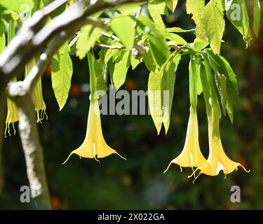 Gros plan de Brugmansia aurea, la trompette de l'ange d'or Banque D'Images