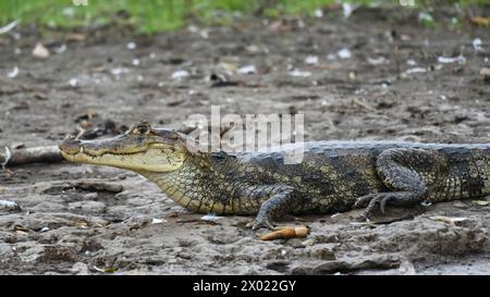 Crocodile américain (Crocodylus acutus) reposant sur les rives de la rivière Tarcoles, Costa Rica Banque D'Images