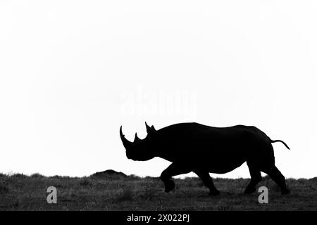 Rhinocéros noirs (Diceros bicornis), Masai Mara Banque D'Images