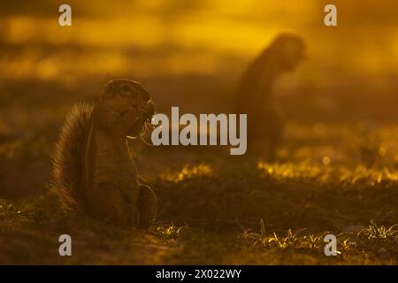 Écureuil terrestre (Geosciurus inauris), parc transfrontier de Kgalagadi, Cap Nord, Afrique du Sud Banque D'Images