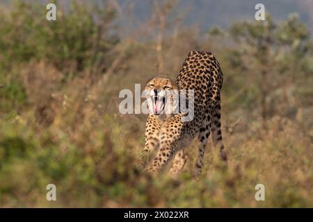 Guépard (Acinonyx jubatus) étirement, réserve privée de Zimanga, KwaZulu-Natal, Afrique du Sud Banque D'Images