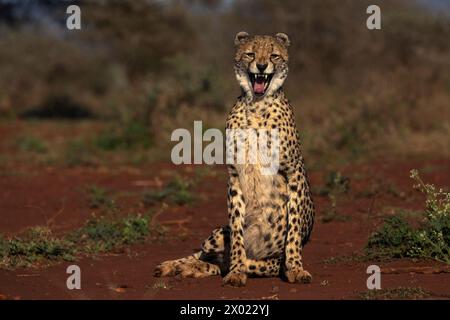 Guépard (Acinonyx jubatus) bâillant, réserve privée de Zimanga, KwaZulu-Natal, Afrique du Sud Banque D'Images