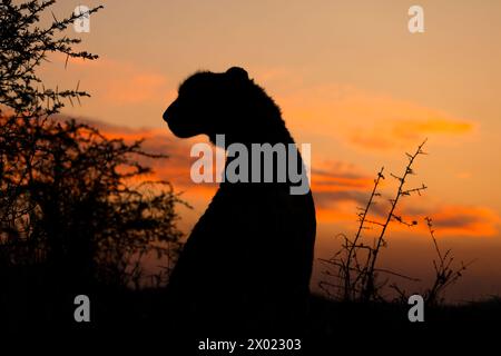 Guépard (Acinonyx jubatus) au coucher du soleil, réserve privée de Zimanga, KwaZulu-Natal, Afrique du Sud Banque D'Images