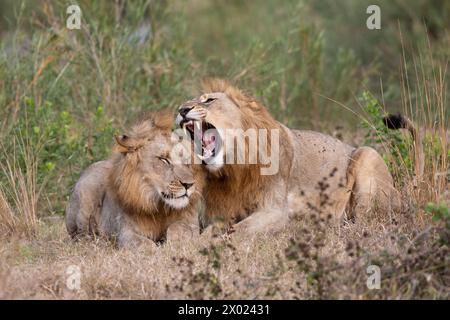 Frères Lion (Panthera leo), réserve privée Zimanga, KwaZulu-Natal, Afrique du Sud Banque D'Images