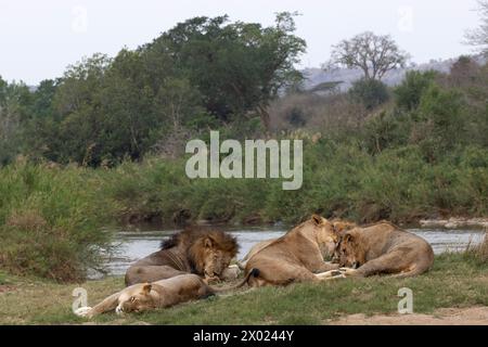 Lions (Panthera leo), réserve privée de Zimanga, KwaZulu-Natal, Afrique du Sud Banque D'Images