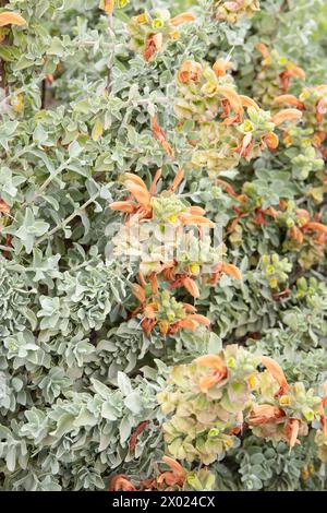 Salvia africana-lutea -Brown Sage Beach salvia Dune salvia Golden salvia- octobre Banque D'Images