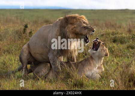 Accouplement des lions (Panthera leo), Masai Mara, Kenya Banque D'Images