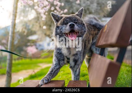 Akita inu avec la fourrure grise touchant le banc dans le parc pendant l'été, souriant à la caméra, plan horizontal Banque D'Images