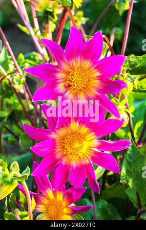 Gros plan de Dahlia Bright Eyes un dahlia unique violet/rose et jaune crémeux qui est une floraison estivale semi-robuste gel tendre pérenne décidue Banque D'Images